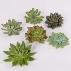 Schnittecheverien-Mix, Ø 10 Cm, 6er-Set -Compo Geschaft 0250103008 Schnittecheverien 6er Set WS 2