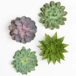 Schnittecheverien-Mix, Ø 12 Cm, 4er-Set -Compo Geschaft 0250103009 Schnittecheverien 4er Set 12 cm WS 2