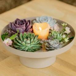 Schnittecheverien-Mix, Ø 10 Cm, 6er-Set -Compo Geschaft 0250103364 Echeveria Mix 7 10cm in DIY Box 4 117171 3