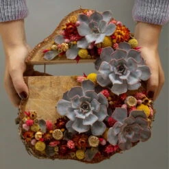 Schnittecheverien-Mix, Ø 5 Cm, 12er-Set -Compo Geschaft 0250103364 Echeveria Mix 7 10cm in DIY Box 6 117174 2