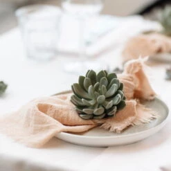 Schnittecheverien-Mix, Ø 5 Cm, 12er-Set -Compo Geschaft 0250103364 Echeveria Mix 7 10cm in DIY Box 7 117173 2