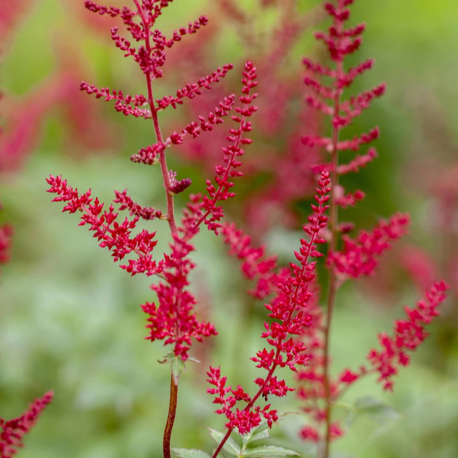 Bio Prachtspiere Rot, Topf-Ø 11 Cm, 3er-Set – Bild 3