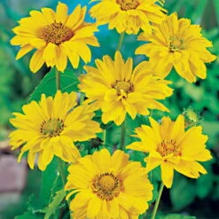Compo Geschaft 33 Bio Heliopsis Helianthoides Var. Scabra Gelb, Topf-Ø 11 Cm, 3er-Set