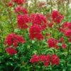 Bio Flammenblume 'Septemberglut' Pink, Topf-Ø 11 Cm, 3er-Set -Compo Geschaft 0310100394 Phlox paniculata Septemberglut Koelle 11 cm Topf rot 64882