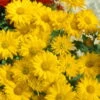 Bio Winteraster Gelb, Topf-Ø 11 Cm, 3er-Set -Compo Geschaft 0310101140 Chrysanthemum hortorum ind. K lle 11 cm Topf gelb 60046 8468 1 16236