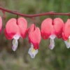 Bio Tränendes Herz 'Valentine' Rot, Topf-Ø 11 Cm, 3er-Set -Compo Geschaft 0310105664 Dicentra spectabilis Valentine Koelle 11cm Topf rot 01 45604
