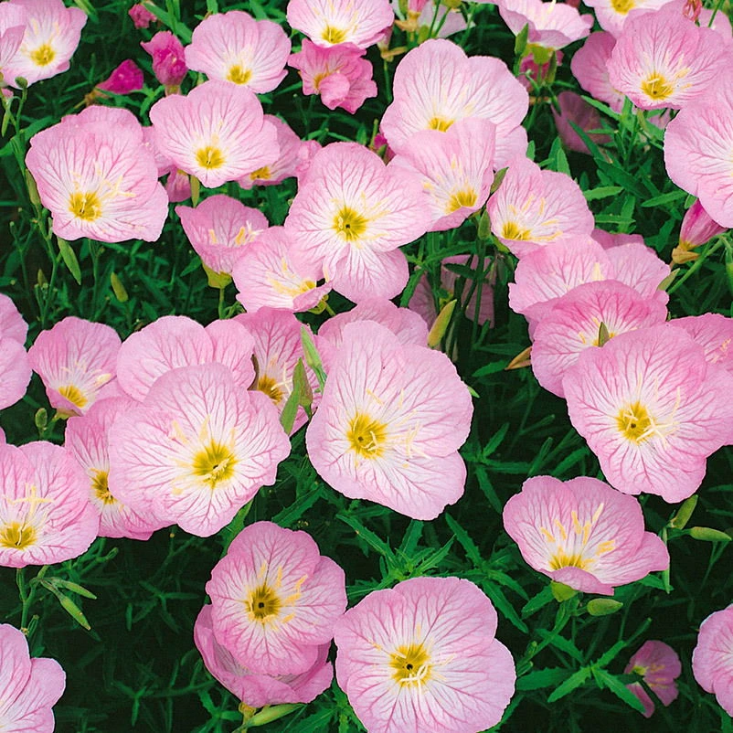 Insektenfreundliches Stauden Set, 18 Pflanzen Für 3 M², Bunt 11 Insektenfreundliches Stauden Set, 18 Pflanzen Für 3 M², Bunt – Bild 9