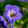 Storchschnabel 'Rozanne'® Violett, Topf-Ø 12 Cm, 3er-Set -Compo Geschaft 0310106062 Geranium wallichianum Rozanne Koelle 11cm Topf1 67671