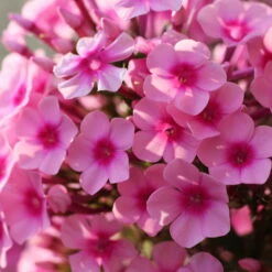 Bio Flammenblume 'Adessa® Rose Eye' Rosa, Topf-Ø 11 Cm, 3er-Set -Compo Geschaft 0310106928 Phlox Adessa Rose Eye Koelle 11cm Topf1 67677