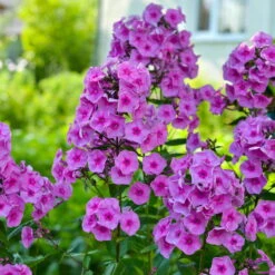 Bio Flammenblume 'Adessa® Rose Eye' Rosa, Topf-Ø 11 Cm, 3er-Set -Compo Geschaft 0310106928 Phlox Adessa Rose Eye Koelle 11cm Topf 67678