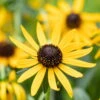 Bio Sonnenhut 'Little Goldstar' Gelb, Topf-Ø 11 Cm, 3er-Set 1 Bio Sonnenhut 'Little Goldstar' Gelb, Topf-Ø 11 Cm, 3er-Set -Compo Geschaft 0310107649 Rudbeckia fulgida Little Goldstar 2 75689