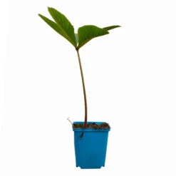 Schaublatt 'Rotlaub' Cremeweiß, Topf-Ø 11 Cm, 3er-Set -Compo Geschaft 0310107703 Rodgersia podophylla Rotlaub cremeweiss 12 112416