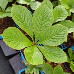 Schaublatt 'Rotlaub' Cremeweiß, Topf-Ø 11 Cm, 3er-Set -Compo Geschaft 0310107703 Rodgersia podophylla Rotlaub cremeweiss 2 112332