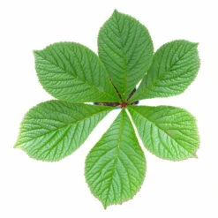 Schaublatt 'Rotlaub' Cremeweiß, Topf-Ø 11 Cm, 3er-Set -Compo Geschaft 0310107703 Rodgersia podophylla Rotlaub cremeweiss 4 112415