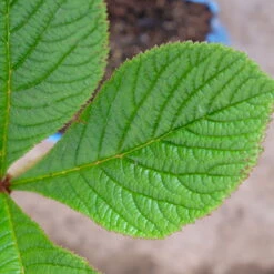 Schaublatt 'Rotlaub' Cremeweiß, Topf-Ø 11 Cm, 3er-Set -Compo Geschaft 0310107703 Rodgersia podophylla Rotlaub cremeweiss 5 112333
