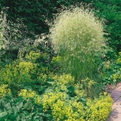 Bio Rasen-Schmiele, Topf-Ø 11 Cm, 3er-Set -Compo Geschaft 0310300023 Deschampsia caespitosa Koelles Beste 9 11er Topf rot 4893