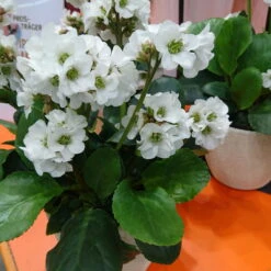 Bio Bergenie 'Schneekristall' Weiß, Topf-Ø 12 Cm, 3er-Set -Compo Geschaft 0310501005 Bergenia cord Schneekristall Koelle 12cm Topf reinweiss 71867