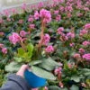 Bio Bergenie 'Rosenkristall' Rosa, Top-Ø 12 Cm, 3er-Set -Compo Geschaft 0319100240 bergenia cord. rosenkristall 5 121726