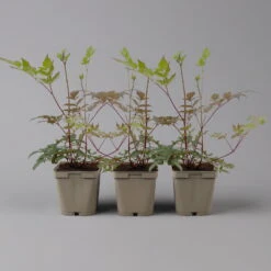 Bio Prachtspiere Rot, Topf-Ø 11 Cm, 3er-Set -Compo Geschaft 0319100263 astilbe arendsii rot 1 125667