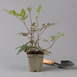 Bio Prachtspiere Rot, Topf-Ø 11 Cm, 3er-Set -Compo Geschaft 0319100263 astilbe arendsii rot 125668