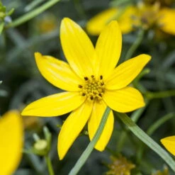 Bio Mädchenauge 'Zagreb' Goldgelb, Topf-Ø 11 Cm, 3er-Set -Compo Geschaft 0319100297 Coreopsis verticillata Zagreb1 84698