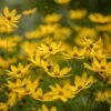 Bio Mädchenauge 'Zagreb' Goldgelb, Topf-Ø 11 Cm, 3er-Set -Compo Geschaft 0319100297 Coreopsis verticillata Zagreb 84697