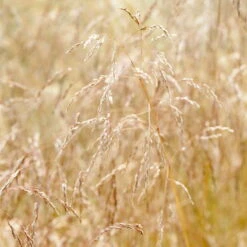 Bio Rasen-Schmiele, Topf-Ø 11 Cm, 3er-Set -Compo Geschaft 0319100300 Deschampsia cespitosa 83083