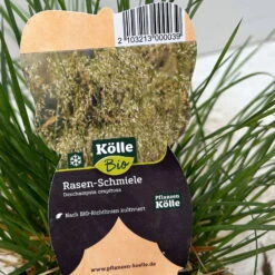 Bio Rasen-Schmiele, Topf-Ø 11 Cm, 3er-Set -Compo Geschaft 0319100300 deschampsia cespitosa 4 124995