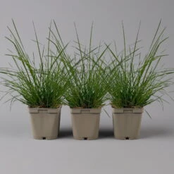 Bio Rasen-Schmiele, Topf-Ø 11 Cm, 3er-Set -Compo Geschaft 0319100300 deschampsia cespitosa1 125685