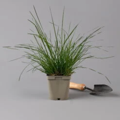 Bio Rasen-Schmiele, Topf-Ø 11 Cm, 3er-Set -Compo Geschaft 0319100300 deschampsia cespitosa2 125686