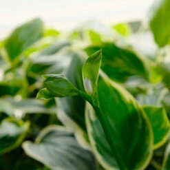 Funkie 'So Sweet' Weiß, Topf-Ø 11 Cm, 3er-Set -Compo Geschaft 0319100340 Hosta plantaginea So Sweet 3er Set 4 113849