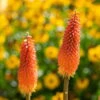 Bio Fackellilie Orange-rot, Topf-Ø 11 Cm, 3er-Set 1 Bio Fackellilie Orange-rot, Topf-Ø 11 Cm, 3er-Set -Compo Geschaft 0319100351 Kniphofia uvaria orange 83089