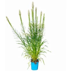 Bio Prachtscharte Weiß, Topf-Ø 11 Cm, 3er-Set 11 Bio Prachtscharte Weiß, Topf-Ø 11 Cm, 3er-Set -Compo Geschaft 0319100357 Liatris spicata weiss 3er Set 6 113965