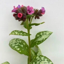 Lungenkraut 'Silver Bouquet' Rosa-blau, Topf-Ø 12 Cm, 3er-Set -Compo Geschaft 0319100459 Pulmonaria Hybr Silver Bouquet 3er Set rosa blau 11 109604