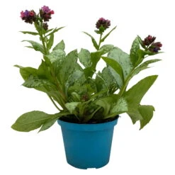 Lungenkraut 'Silver Bouquet' Rosa-blau, Topf-Ø 12 Cm, 3er-Set