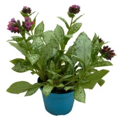 Lungenkraut 'Silver Bouquet' Rosa-blau, Topf-Ø 12 Cm, 3er-Set -Compo Geschaft 0319100459 Pulmonaria Hybr Silver Bouquet 3er Set rosa blau 7 109624