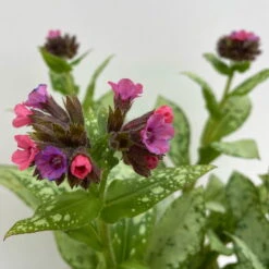 Lungenkraut 'Silver Bouquet' Rosa-blau, Topf-Ø 12 Cm, 3er-Set -Compo Geschaft 0319100459 Pulmonaria Hybr Silver Bouquet 3er Set rosa blau 8 109603