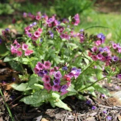 Lungenkraut 'Silver Bouquet' Rosa-blau, Topf-Ø 12 Cm, 3er-Set -Compo Geschaft 0319100459 Pulmonaria Hybr Silver Bouquet 3er Set rosa blau 92573