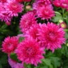 Bio Winteraster, Rosa/pink Topf-Ø 11 Cm, 3er-Set -Compo Geschaft 0319100462 Chrysanthemum hortorum rosa 3er Set Koelle Bio T11 WS 95192