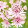 Bio Sterndolde 'Roma' Rosa, Topf-Ø 11 Cm, 3er-Set -Compo Geschaft 0319100476 Astrantia major Roma 3er Set Koelle Bio 110442