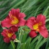 Taglilie 'Ruby Stella' Rubinrot, Topf-Ø 11 Cm, 3er-Set -Compo Geschaft 0319100489 Hemerocallis Ruby Stella 3er Set 1 107984