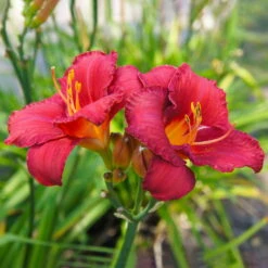 Taglilie 'Ruby Stella' Rubinrot, Topf-Ø 11 Cm, 3er-Set -Compo Geschaft 0319100489 Hemerocallis Ruby Stella 3er Set 2 107985