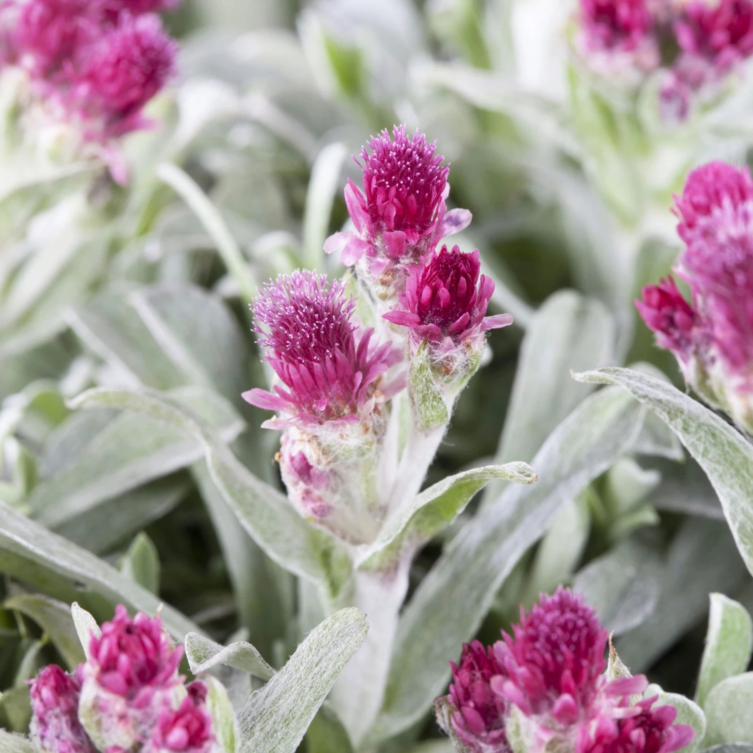 Bio Katzenpfötchen 'Rubra' Weinrot, Topf-Ø 9 Cm, 3er-Set 3 Bio Katzenpfötchen 'Rubra' Weinrot, Topf-Ø 9 Cm, 3er-Set