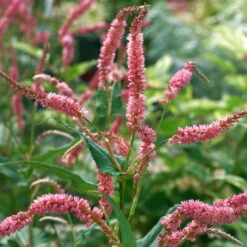 Bio Kerzen-Knöterich 'JS Caliente' Dunkelrot, Topf-Ø 11 Cm, 3er-Set -Compo Geschaft 0319100501 Bistorta amplex JS Calliente 3er Set rot 1 110649