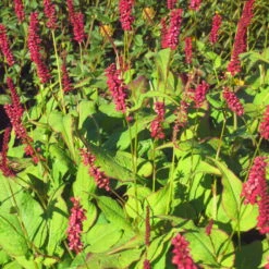 Bio Kerzen-Knöterich 'JS Caliente' Dunkelrot, Topf-Ø 11 Cm, 3er-Set -Compo Geschaft 0319100501 Bistorta amplex JS Calliente 3er Set rot 2 110648