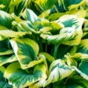 Funkie 'First Frost' Lila, Topf-Ø 11 Cm, 3er-Set 1 Funkie 'First Frost' Lila, Topf-Ø 11 Cm, 3er-Set -Compo Geschaft 0319100508 Hosta First Frost 3er Set 1 107576