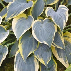 Funkie 'First Frost' Lila, Topf-Ø 11 Cm, 3er-Set -Compo Geschaft 0319100508 Hosta First Frost 3er Set 2 107577