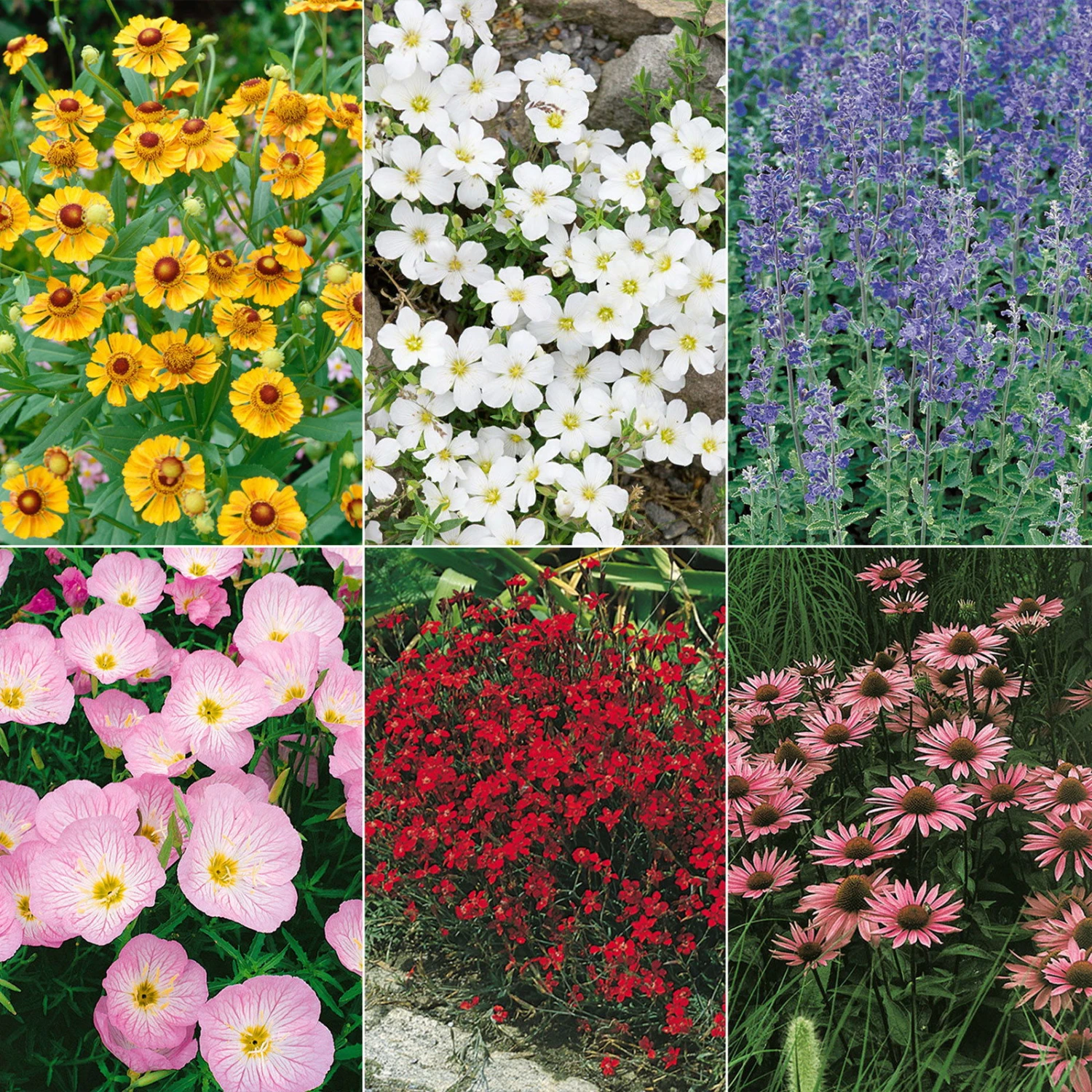 Insektenfreundliches Stauden Set, 18 Pflanzen Für 3 M², Bunt 4 Insektenfreundliches Stauden Set, 18 Pflanzen Für 3 M², Bunt – Bild 2