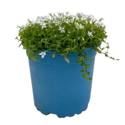 Isotoma Fluvialis Weiß, Topf-Ø 12 Cm, 3er-Set -Compo Geschaft 0319100527 Isotoma fluviatilis 3er Set weiss 1 110596