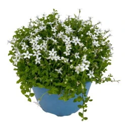 Isotoma Fluvialis Weiß, Topf-Ø 12 Cm, 3er-Set